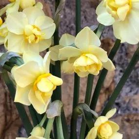 Yellow Cheerfulness Daffodil (Narcissus Yellow Cheerfulness) Img 5 